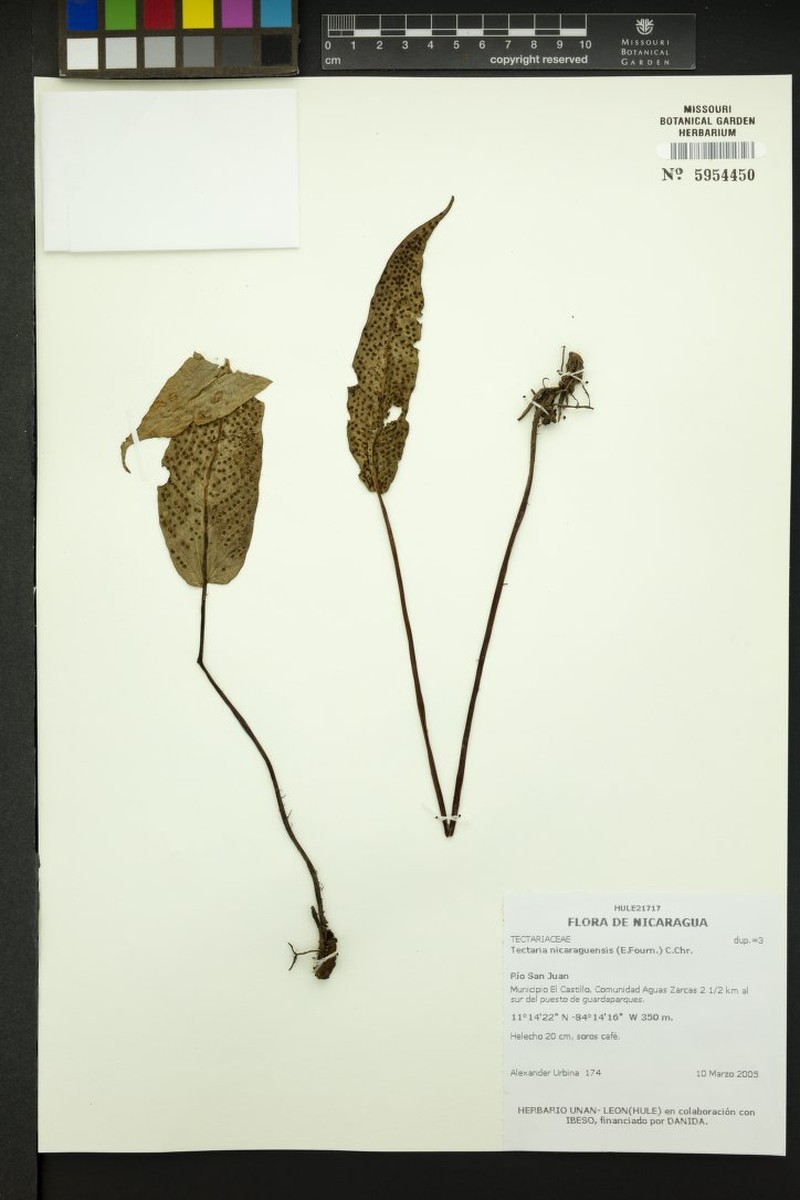 Tectaria nicaraguensis