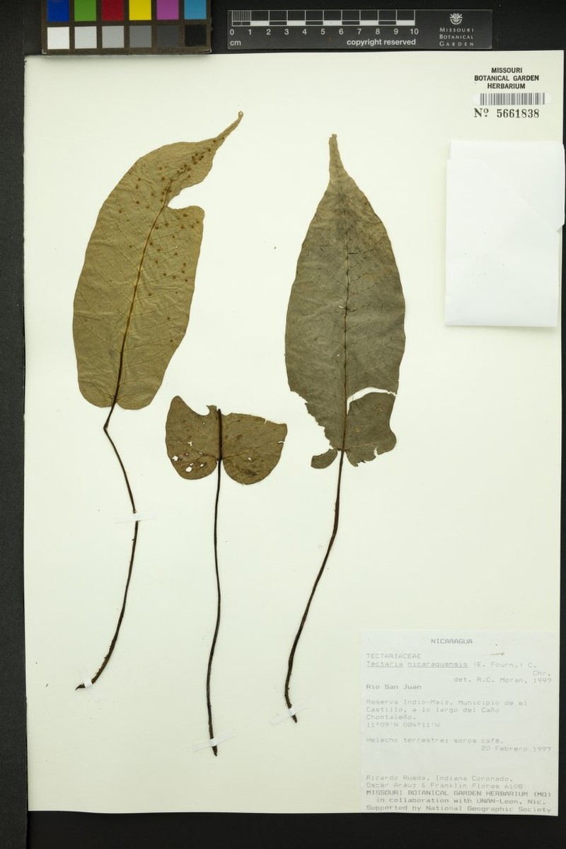 Tectaria nicaraguensis photo 2