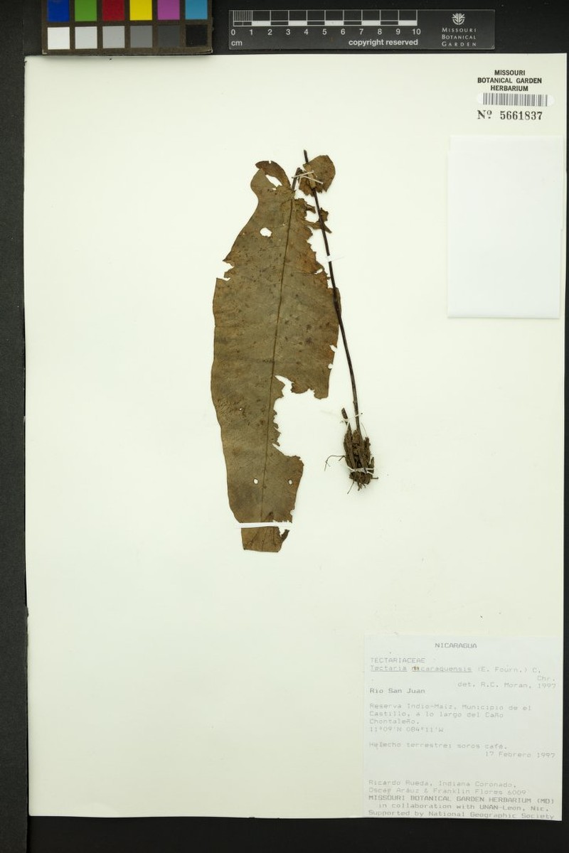 Tectaria nicaraguensis photo 3