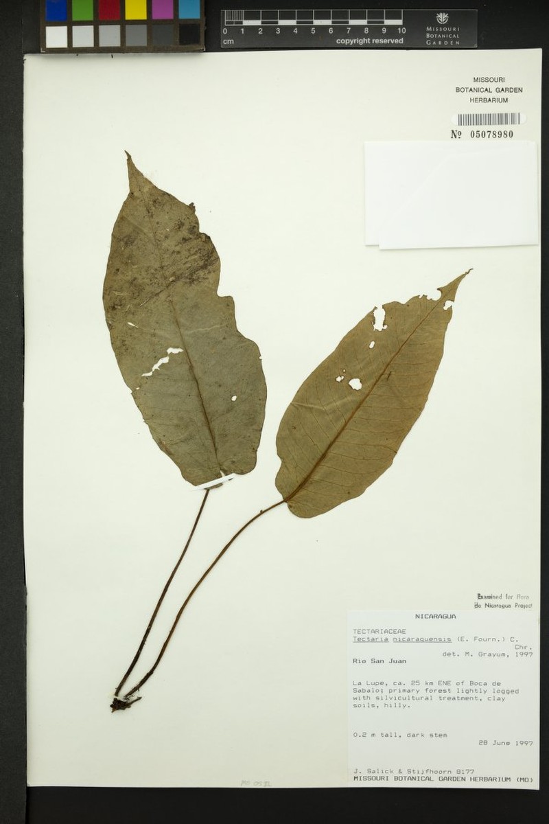 Tectaria nicaraguensis photo 4