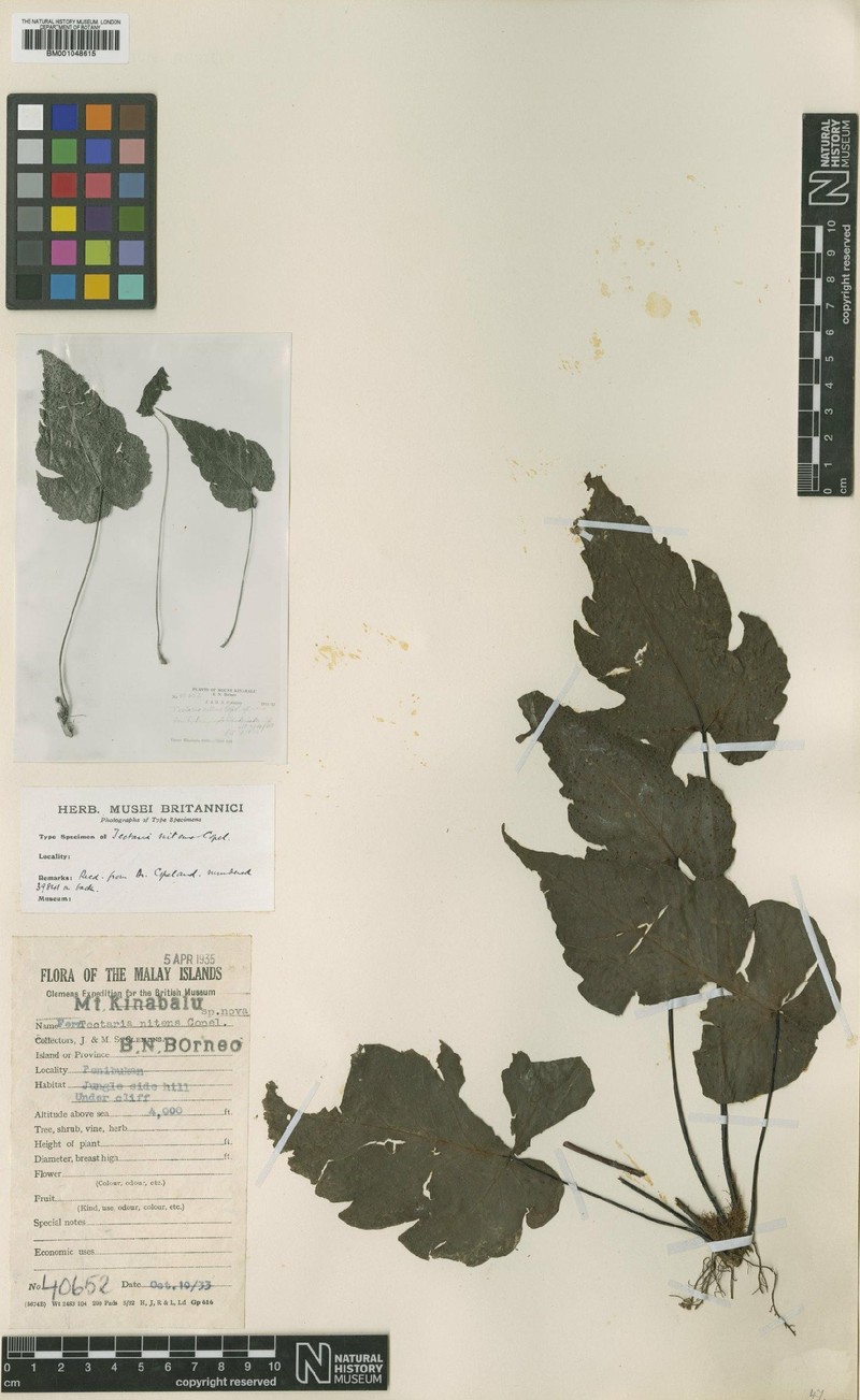 Tectaria nitens