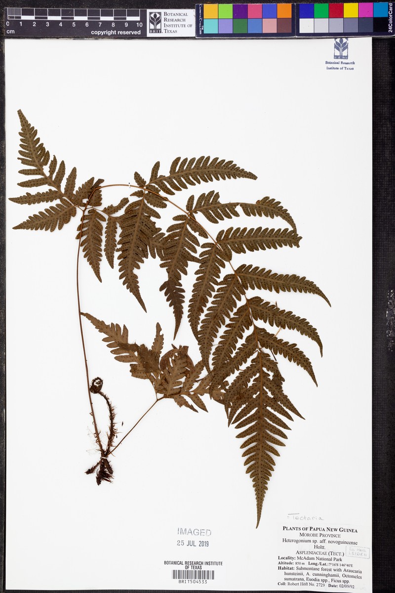 Tectaria novoguineensis