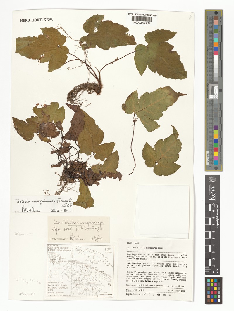 Tectaria novoguineensis photo 2