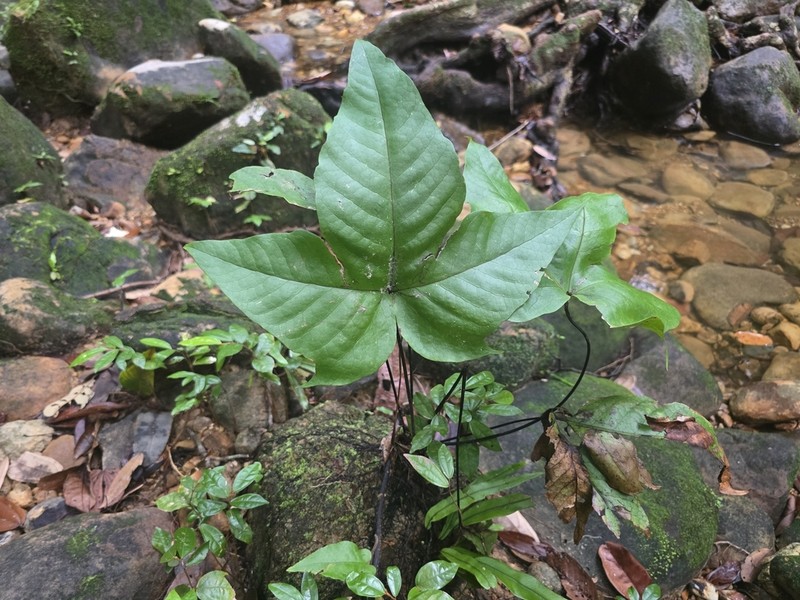 Tectaria palmata