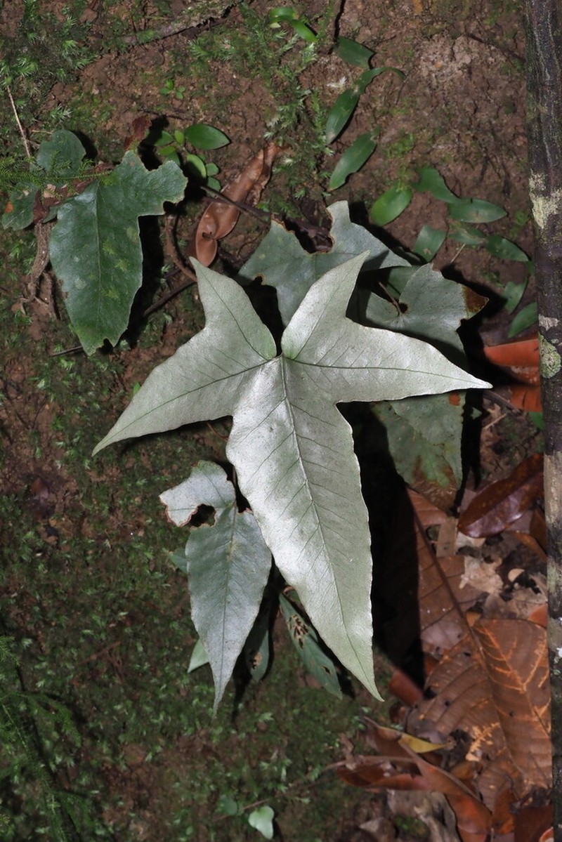 Tectaria palmata photo 2