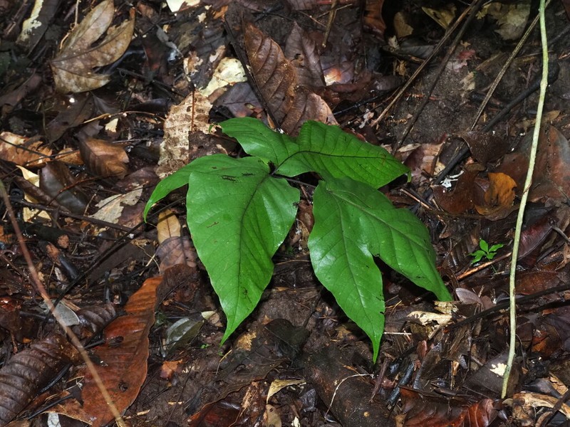Tectaria palmata photo 3