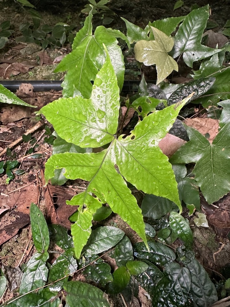 Tectaria palmata photo 4