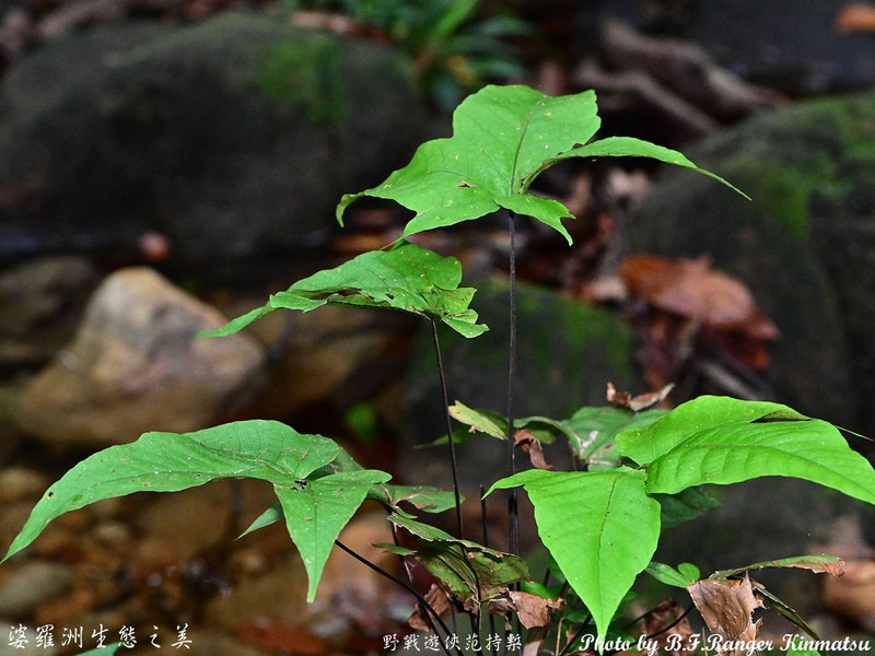 Tectaria palmata photo 6