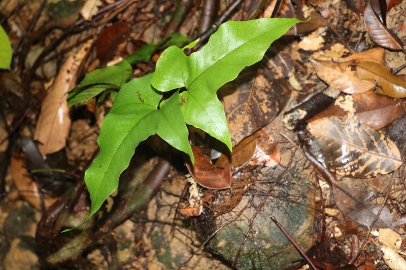 Tectaria palmata photo 7