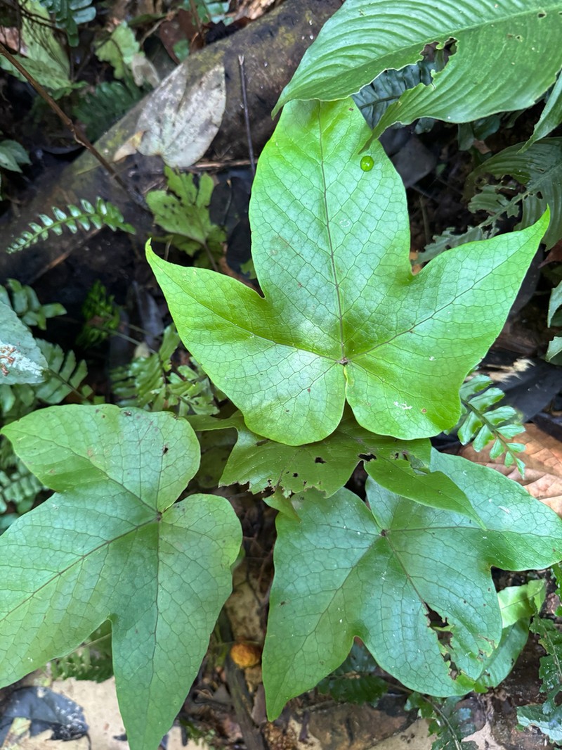 Tectaria palmata photo 8