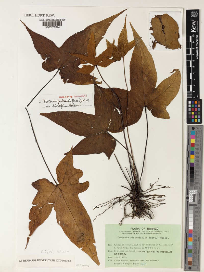 Tectaria palmata var. dimorpha