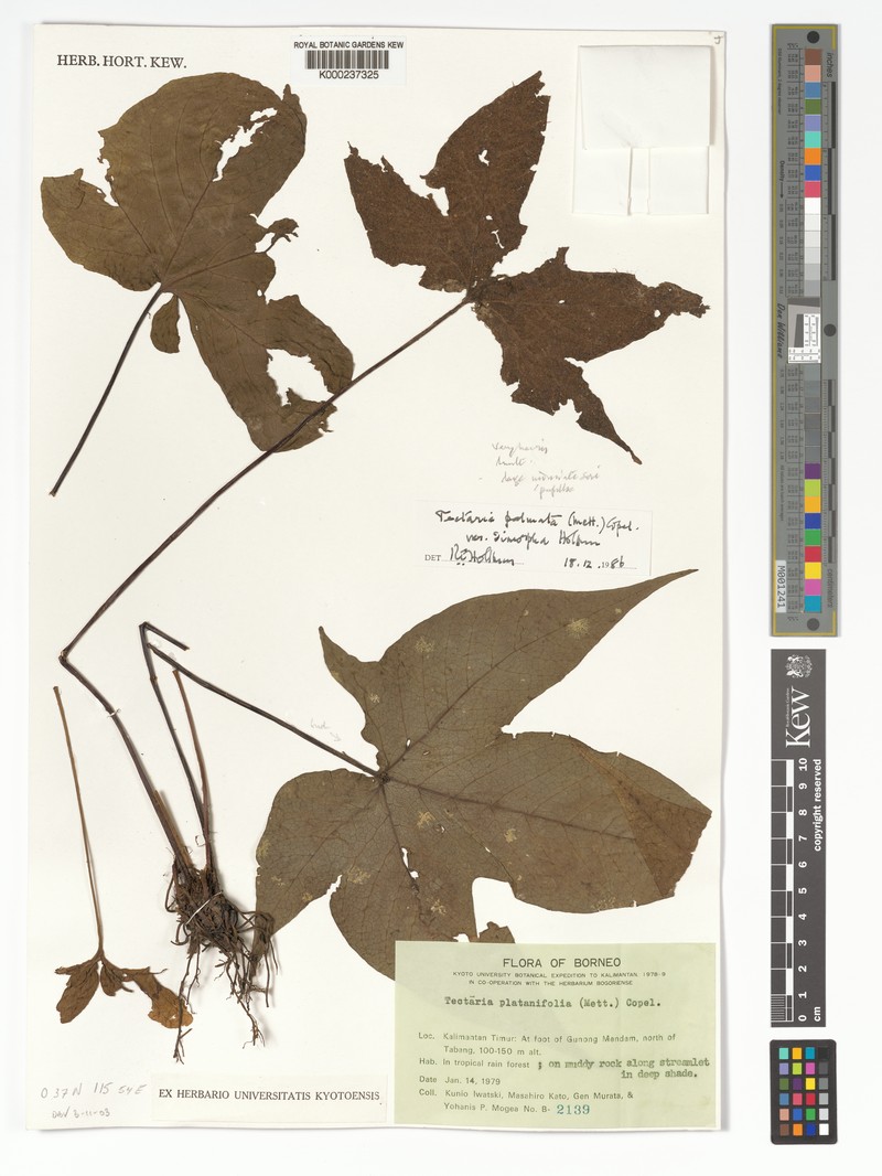 Tectaria palmata var. dimorpha photo 2