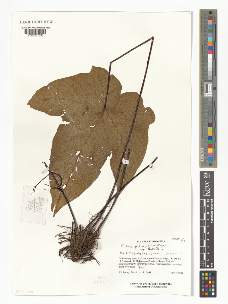 Tectaria palmata var. platanifolia
