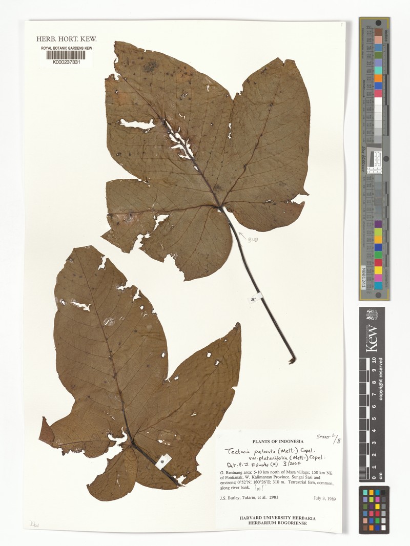 Tectaria palmata var. platanifolia photo 2