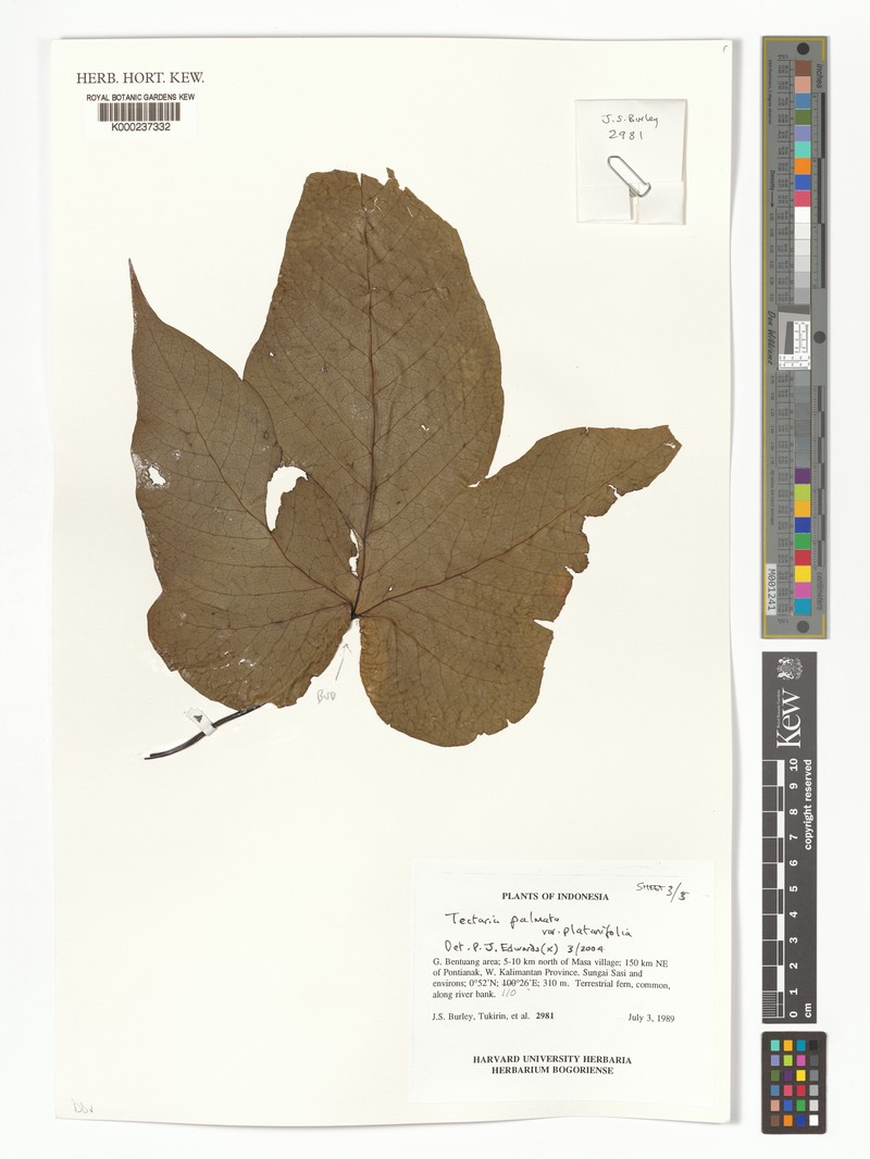 Tectaria palmata var. platanifolia photo 3