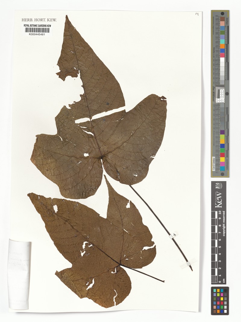 Tectaria palmata var. platanifolia photo 4