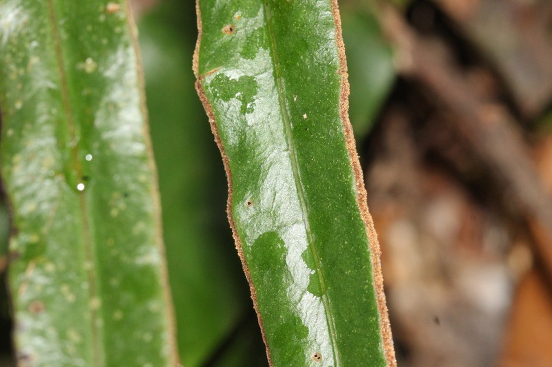 Tectaria panamensis