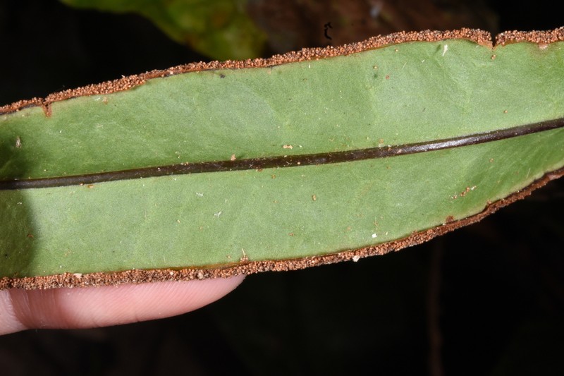 Tectaria panamensis photo 2