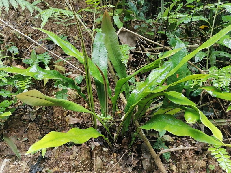 Tectaria panamensis photo 3