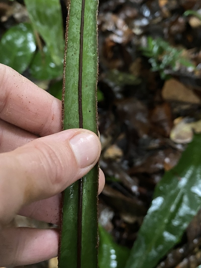 Tectaria panamensis photo 4