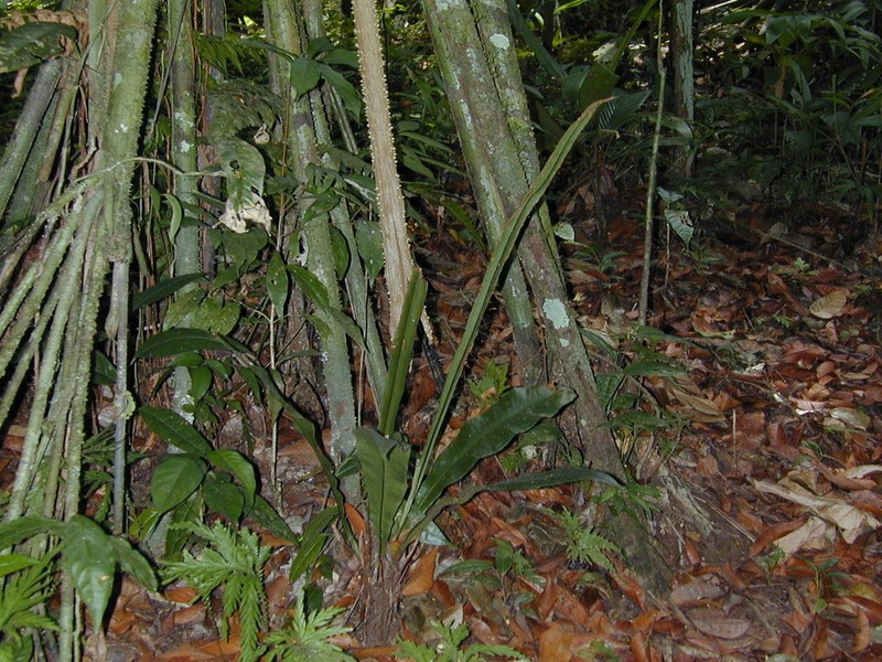 Tectaria panamensis photo 5