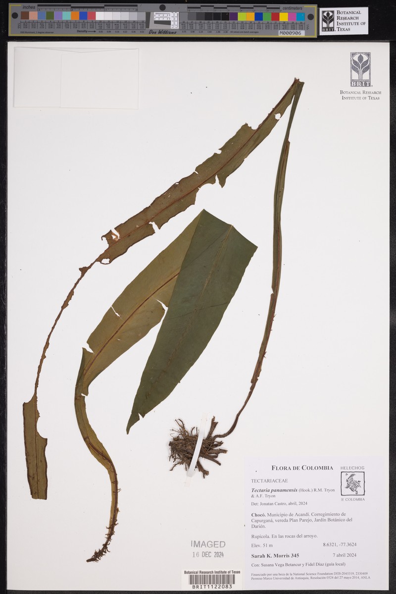 Tectaria panamensis photo 6