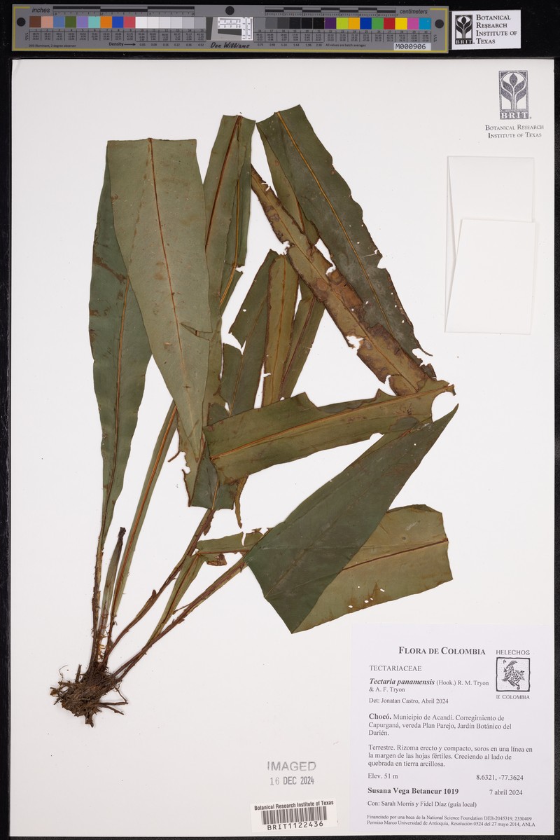 Tectaria panamensis photo 7