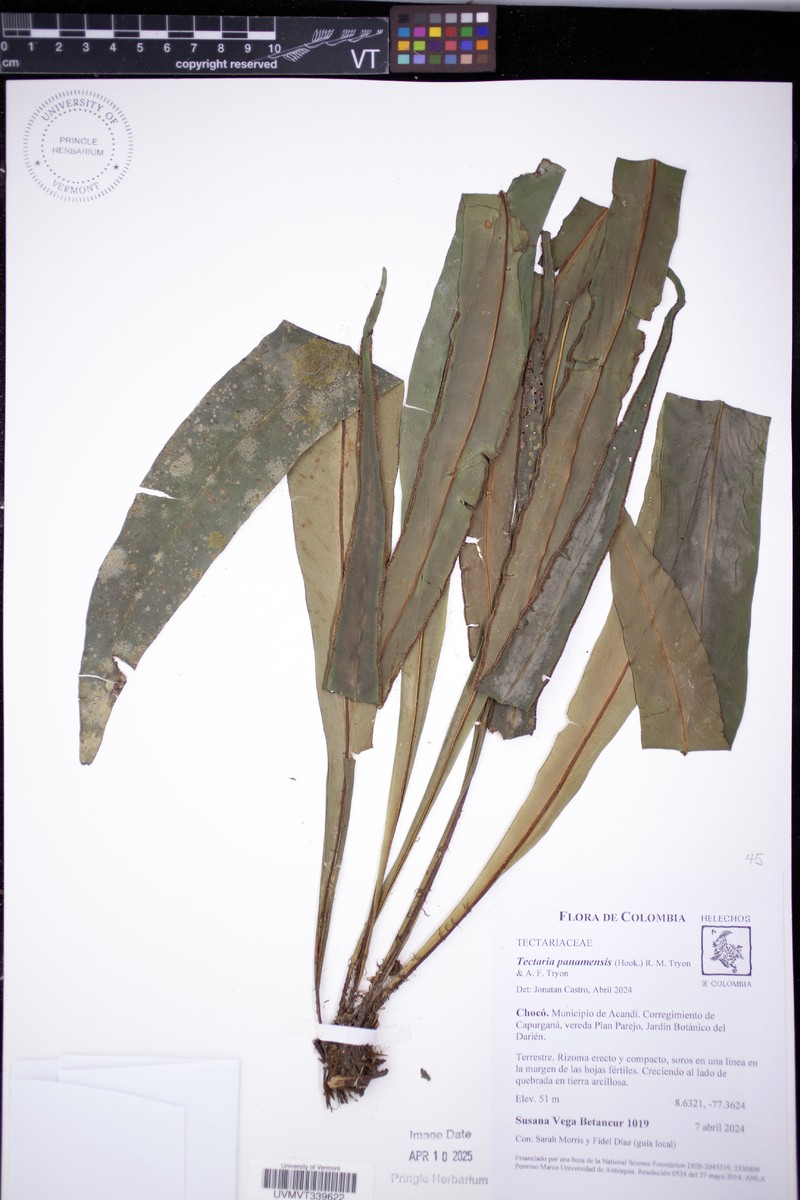 Tectaria panamensis photo 8