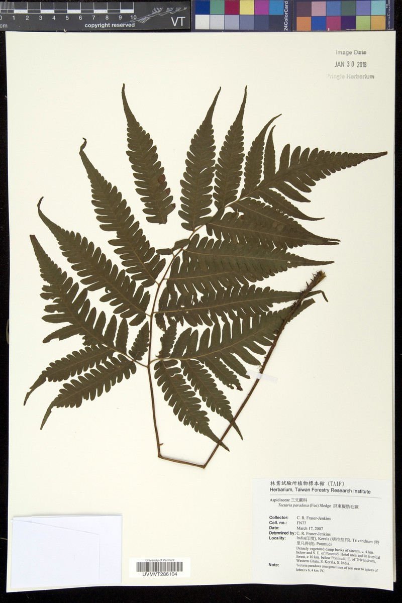Tectaria paradoxa photo 2