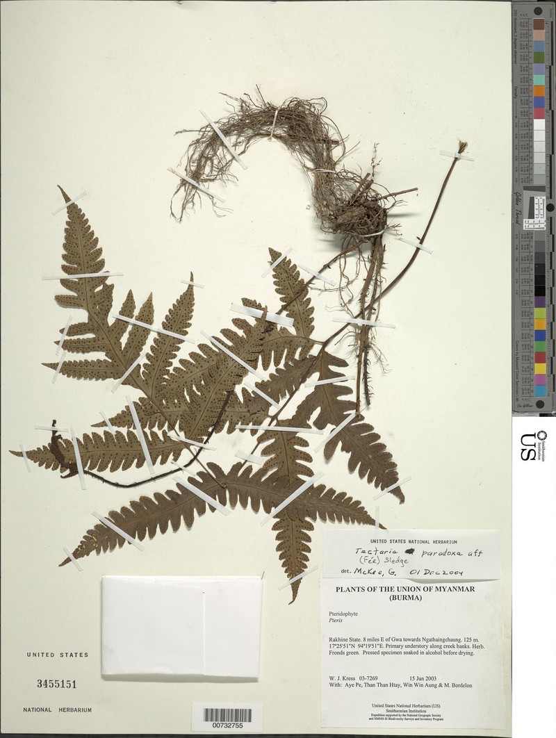 Tectaria paradoxa photo 3