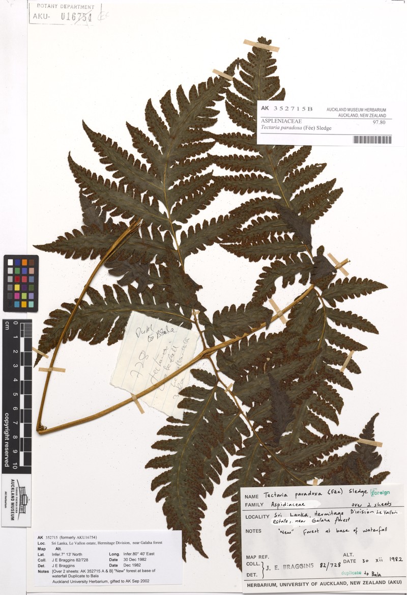 Tectaria paradoxa photo 4