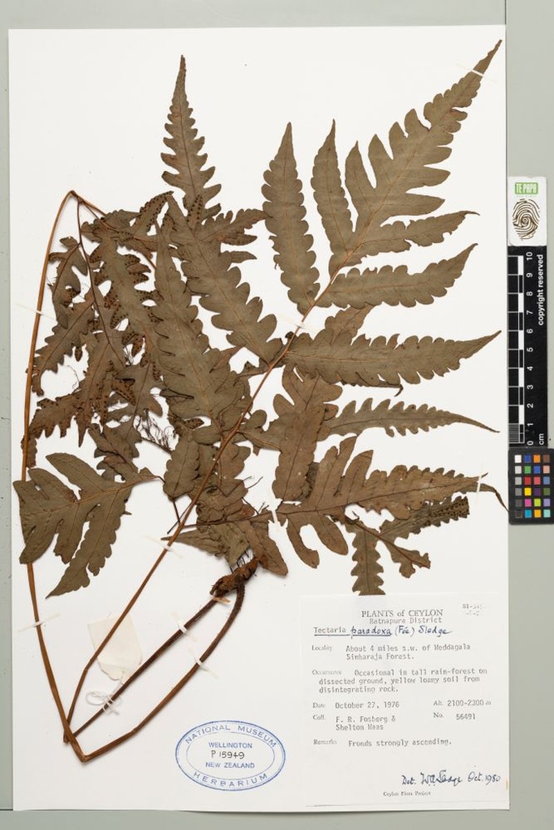 Tectaria paradoxa photo 5