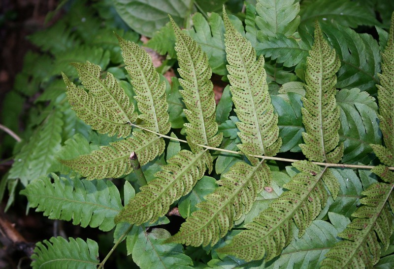 Tectaria paradoxa photo 6