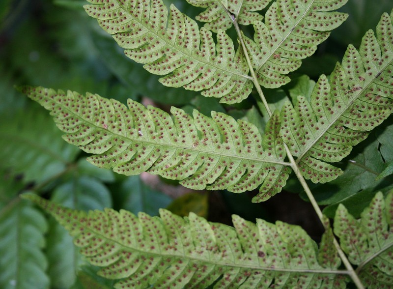 Tectaria paradoxa photo 7