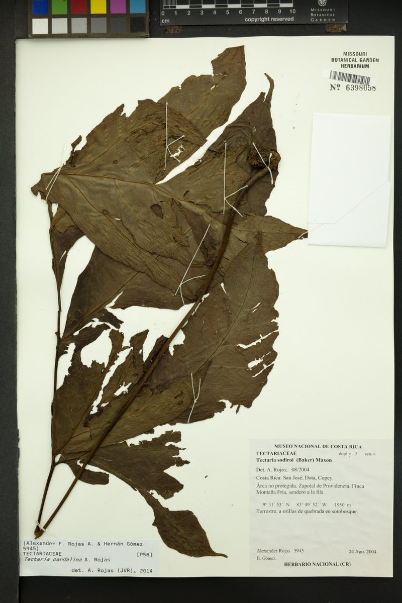 Tectaria pardalina