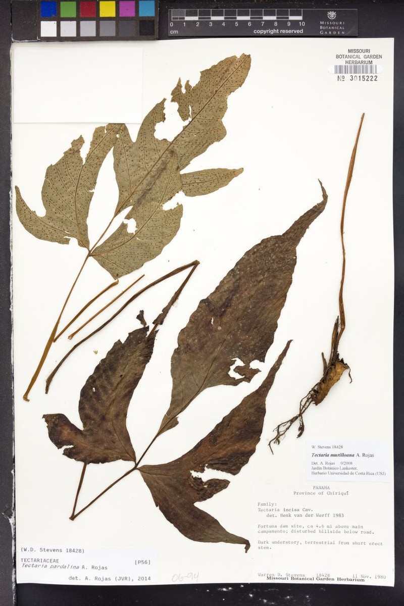 Tectaria pardalina photo 2