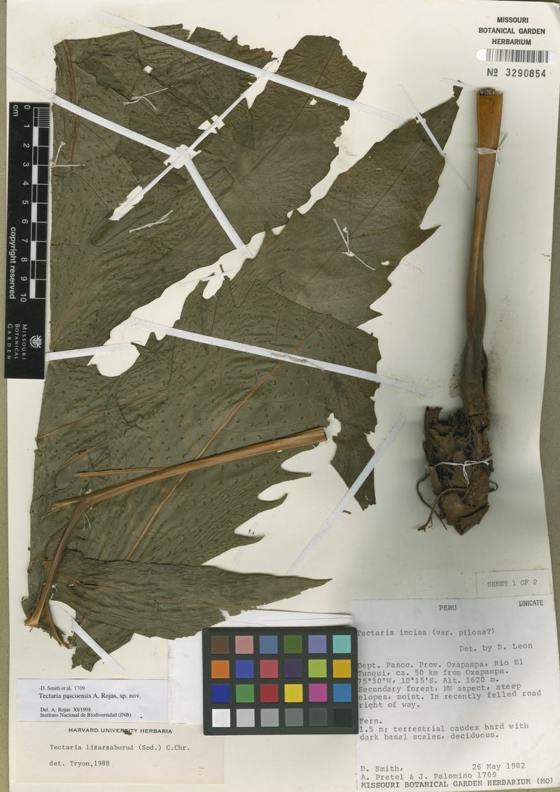 Tectaria pascoensis