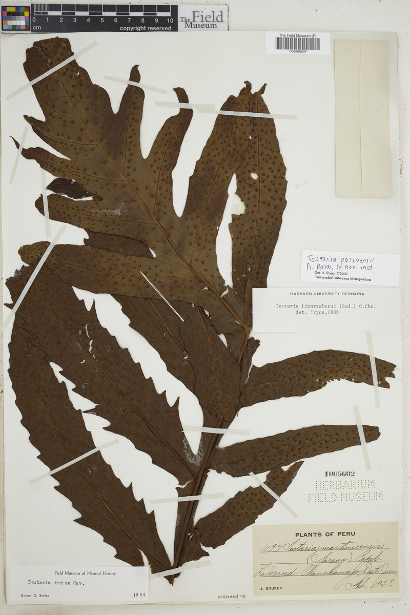 Tectaria pascoensis photo 2