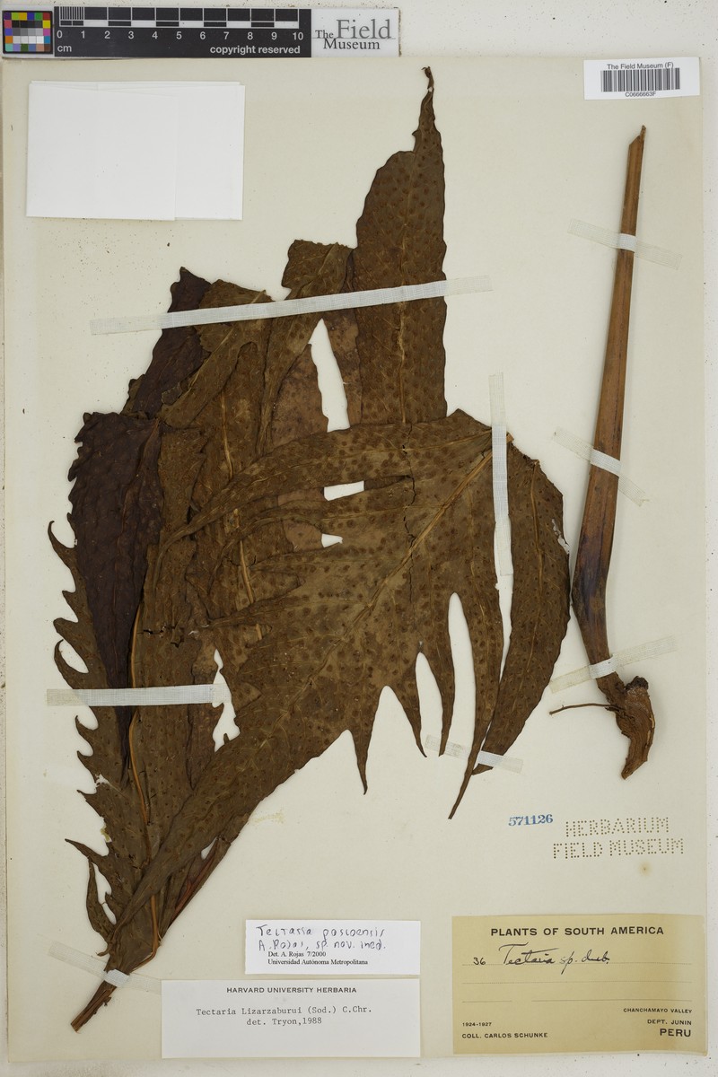 Tectaria pascoensis photo 3