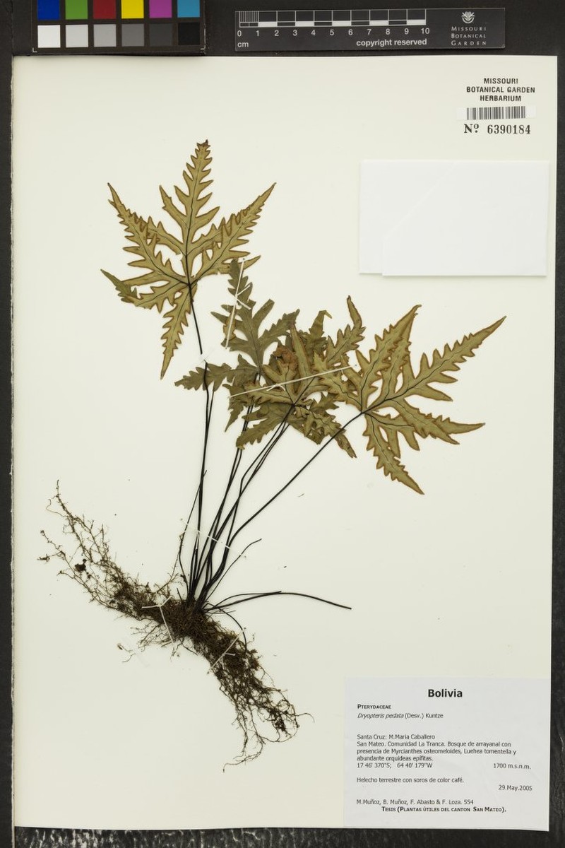 Tectaria pedata