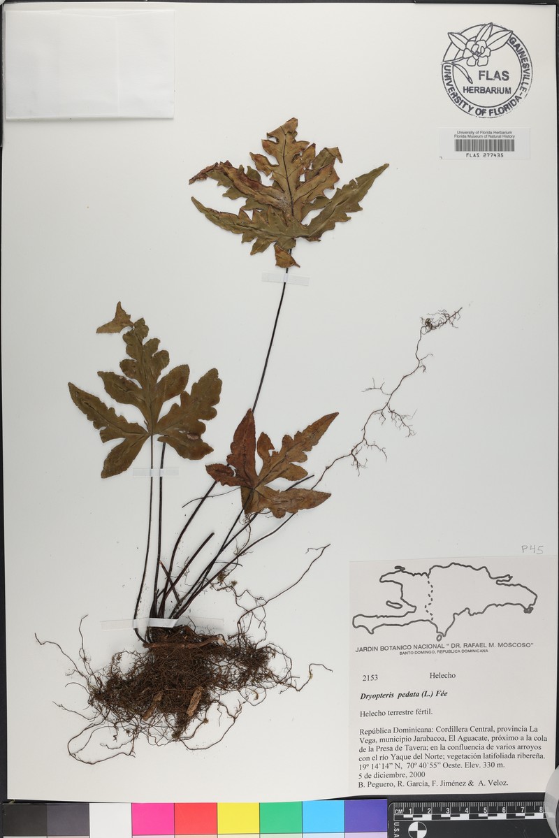 Tectaria pedata photo 2
