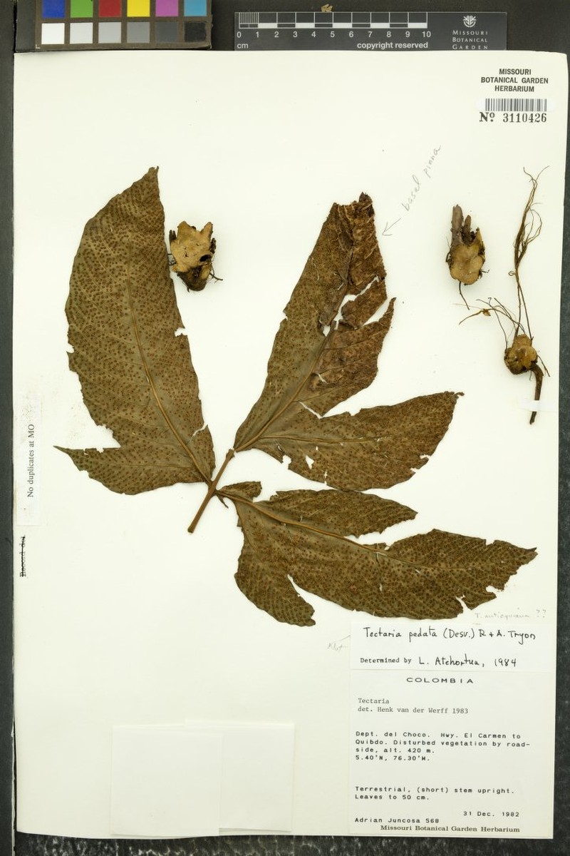 Tectaria pedata photo 3