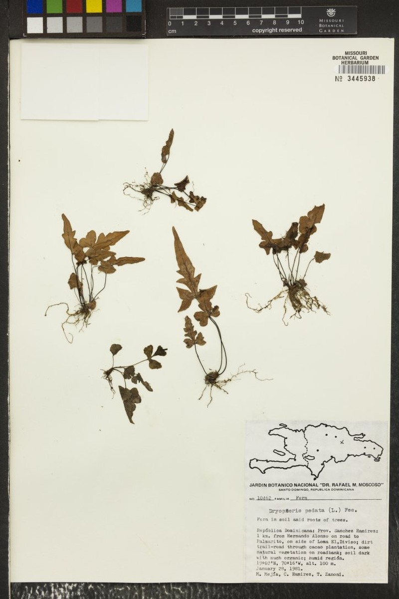 Tectaria pedata photo 4