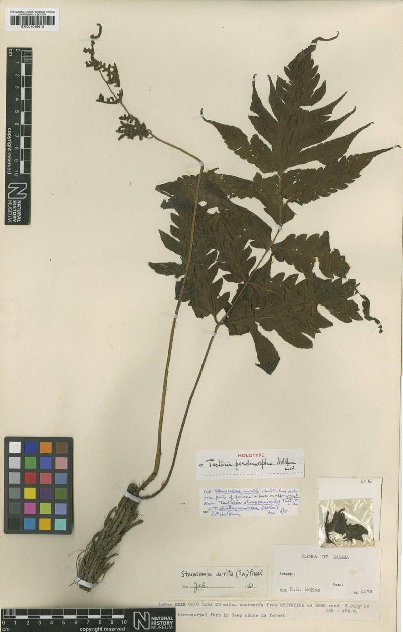 Tectaria perdimorpha