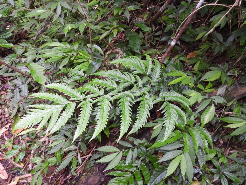 Tectaria phaeocaulos photo 2