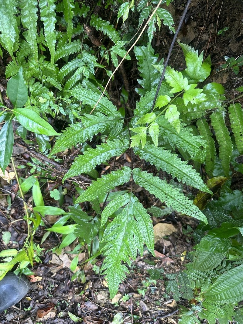 Tectaria phaeocaulos photo 7
