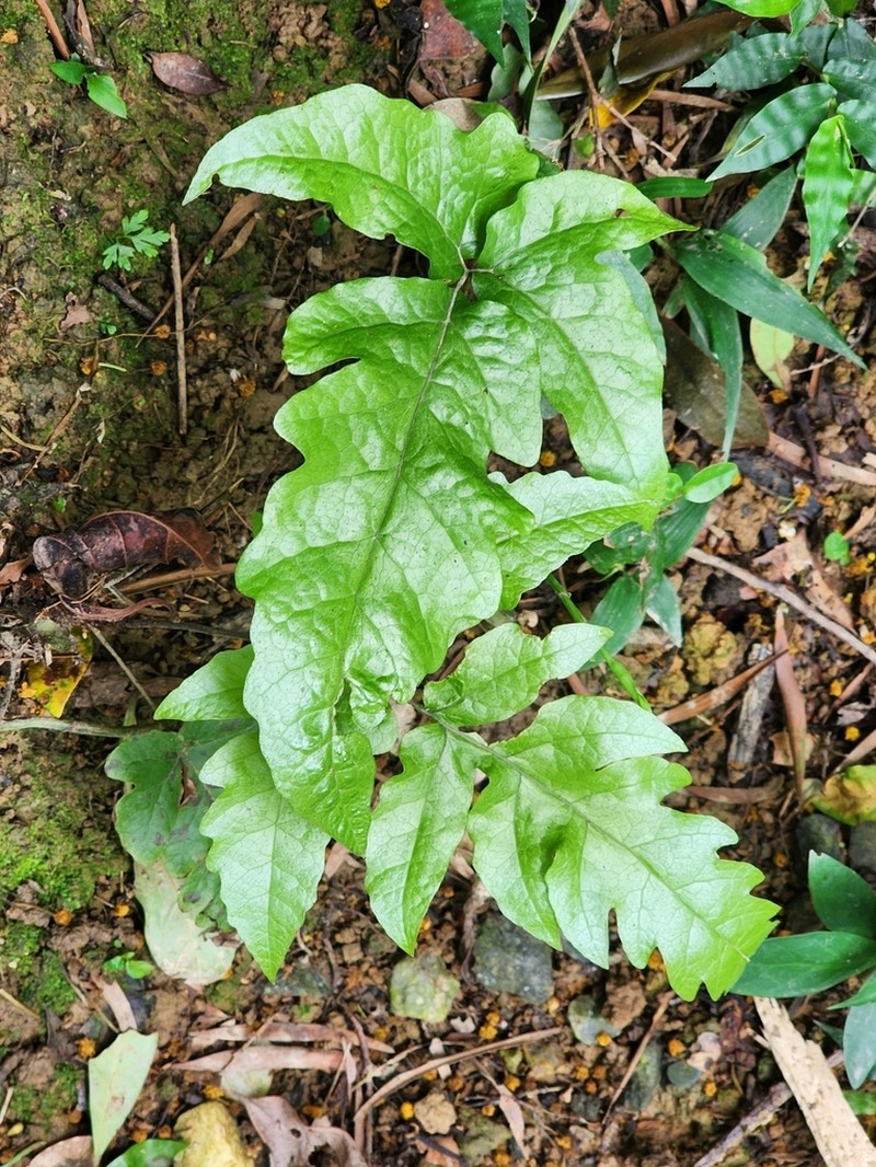 Tectaria phaeocaulos photo 8