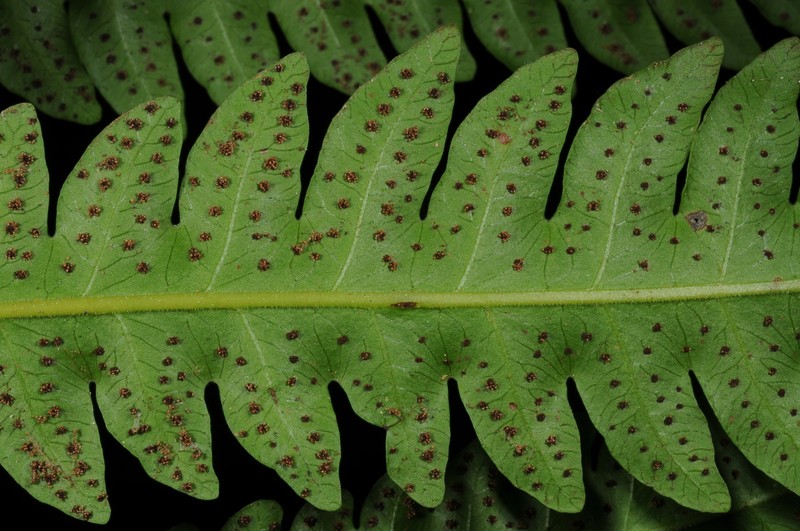 Tectaria phanomensis