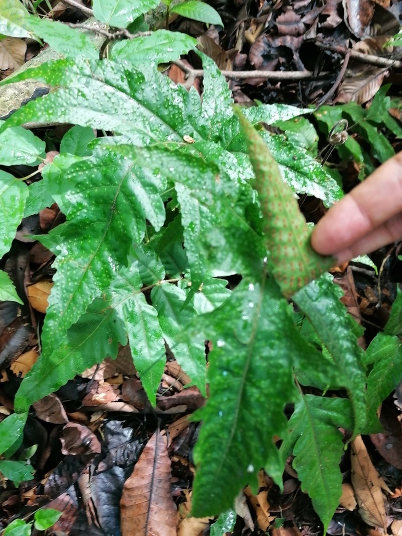 Tectaria pilosa