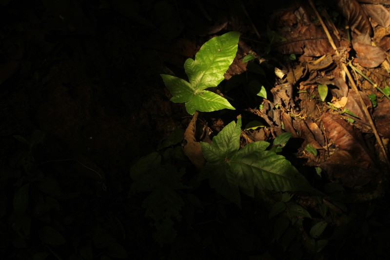 Tectaria pilosa photo 2